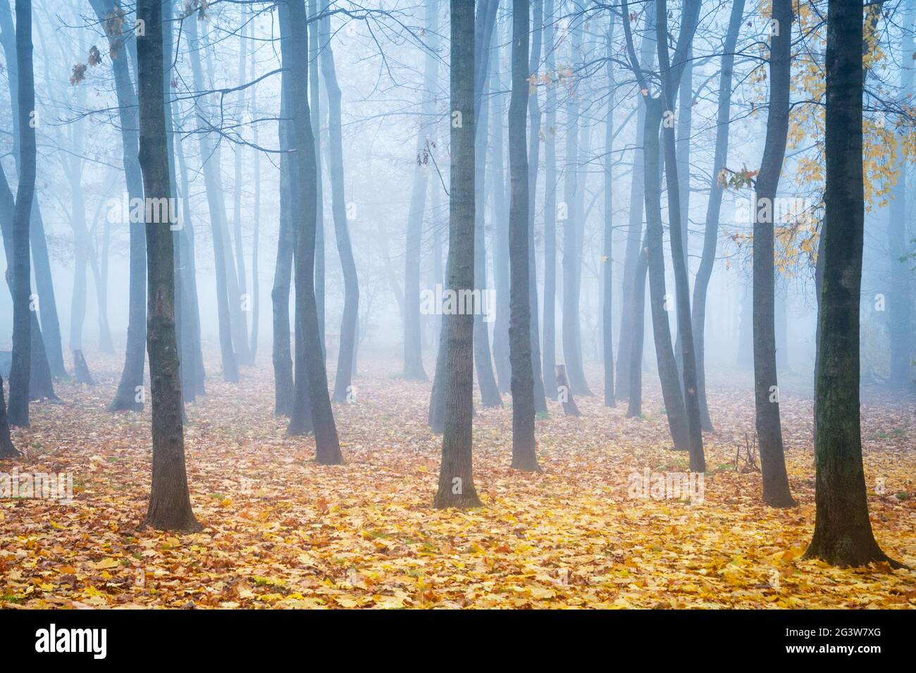 Foresta in nebbia nebbiosa con foglie a terra Foto Stock