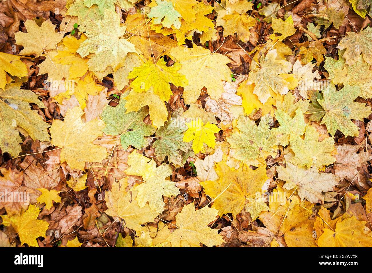 Foglie gialle in autunno a terra in una foresta Foto Stock