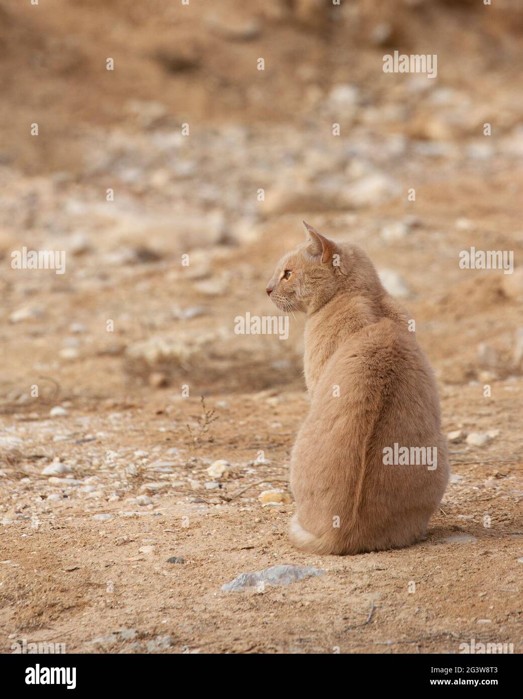 Gatto arancione camuffato all'aperto contro la superficie desertica di Negev dello stesso colore Foto Stock