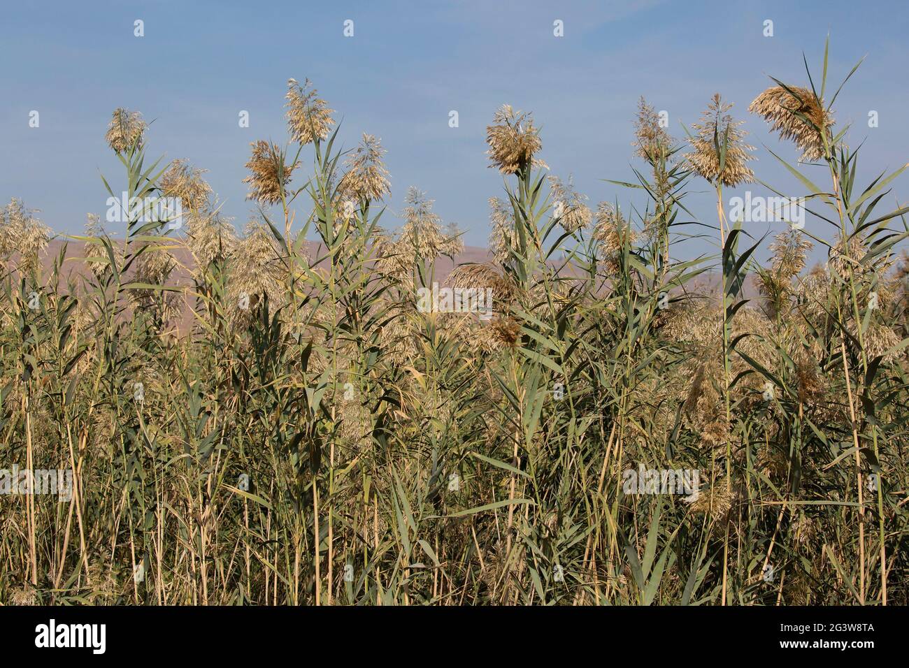 Phragmites australis canne nella valle del fiume Giordano Foto Stock