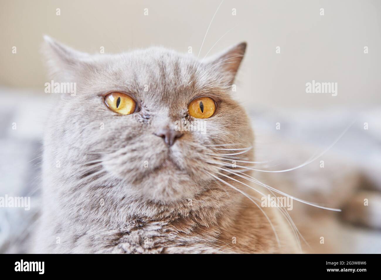 Il gatto grigio shorthair britannico si siede a casa sul letto. Foto Stock