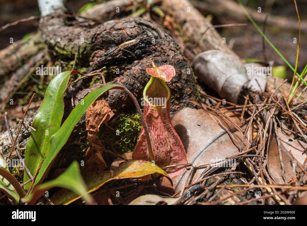 Impianto di caraffa sulla pista di Tajor nel Parco Nazionale di Bako sul Borneo Foto Stock