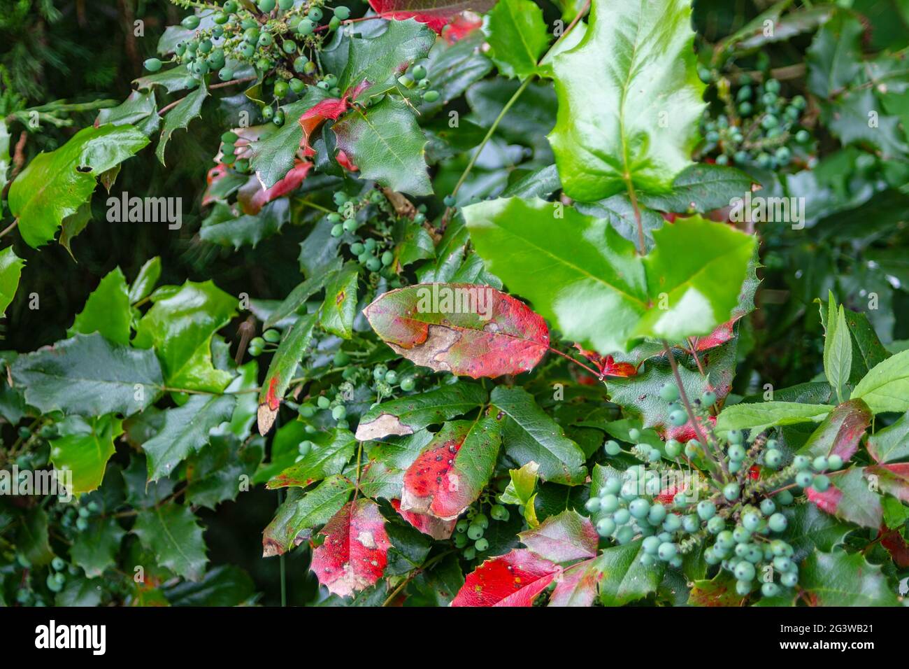 Normale brughiera con foglie e frutta in autunno Foto Stock