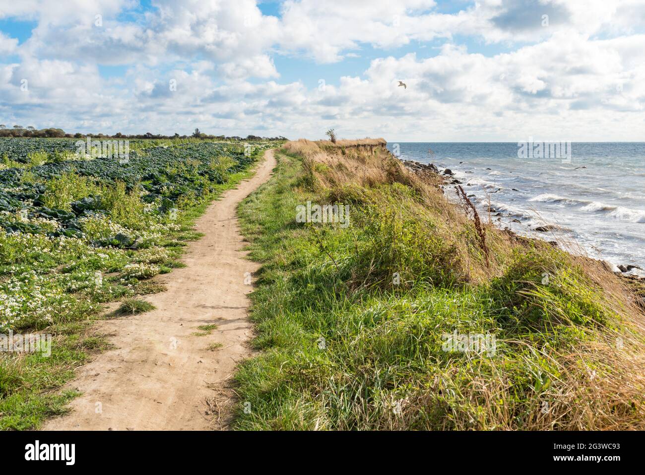 Costa Cliffed nel sud-est dell'isola di Fehmarn Foto Stock