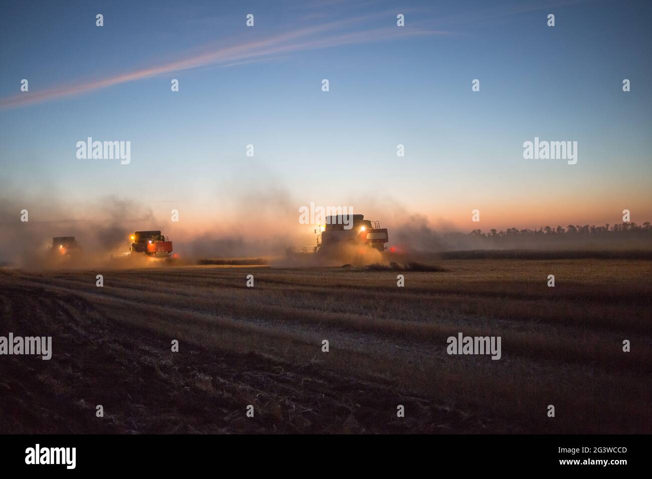 L'azienda agricola si sta raccogliendo di notte. Diverse trebbiatrici raccolgono il grano in una notte estiva. Vista notturna dell'arve Foto Stock