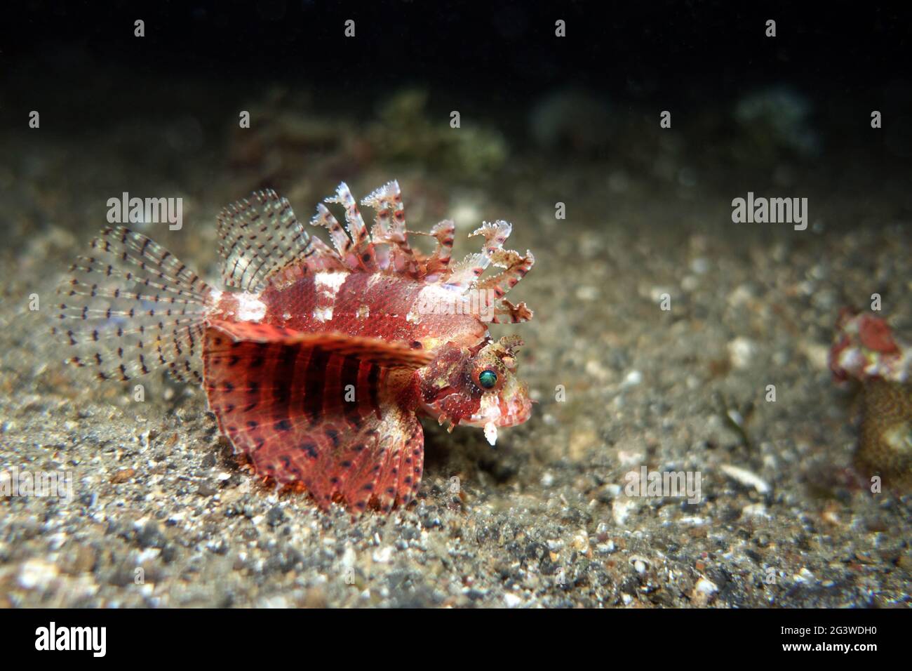 Frittella di pesce turkeyfish, baccalà a punta corta, scorfano a punta corta Foto Stock