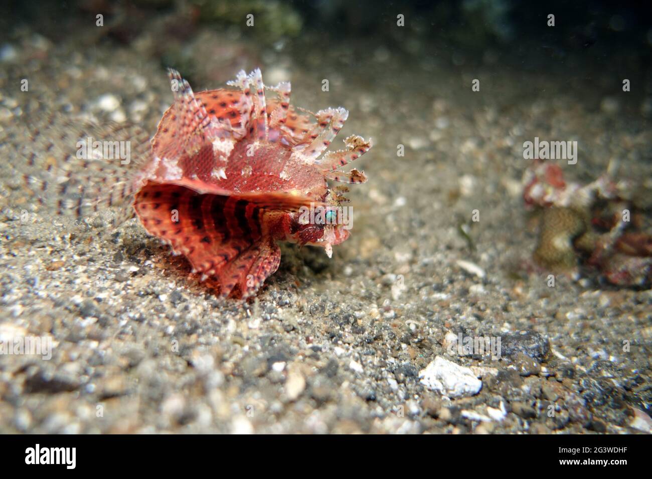 Frittella di pesce turkeyfish, baccalà a punta corta, scorfano a punta corta Foto Stock