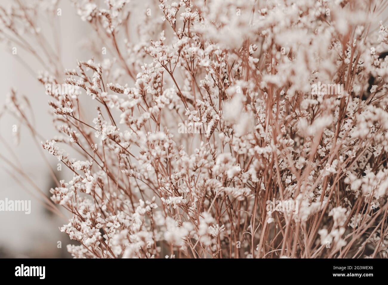 Primo piano di Limonium fiore secco. Natura sfondo. Foto Stock