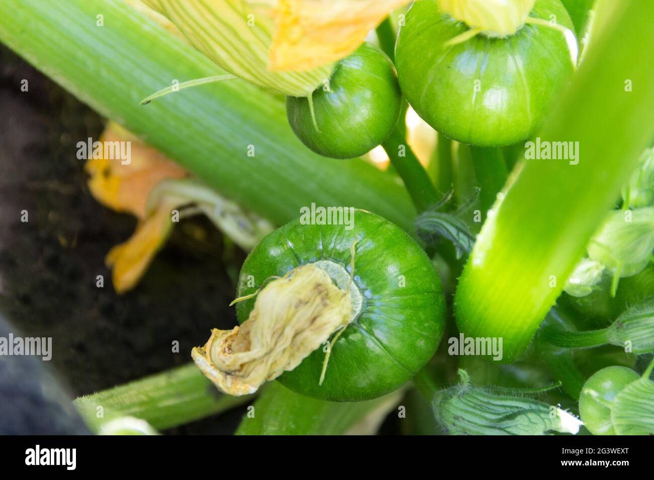 Zucchine verdi rotonde nella pianta da giardino biologica Foto Stock