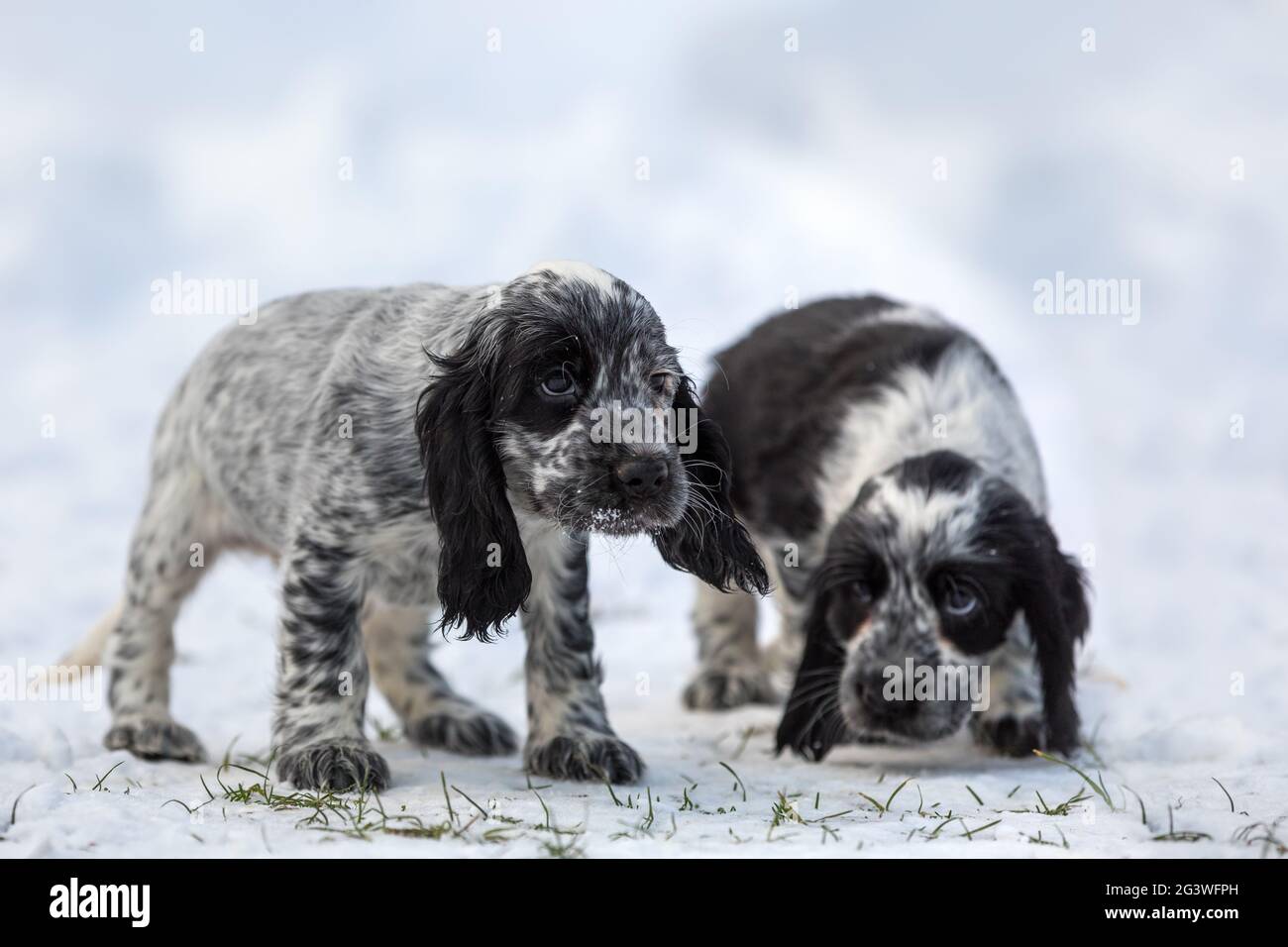 Cute bambino di cane inglese Cocker spagnolo cucciolo Foto Stock