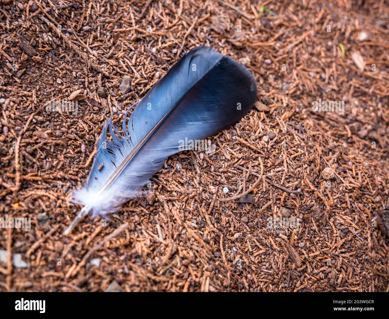 Piuma d'uccello a terra - fuoco morbido e selettivo Foto Stock