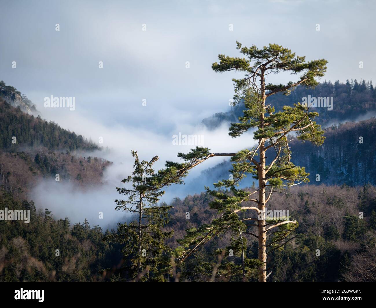 Nebbia nella foresta autunnale in Austria Foto Stock