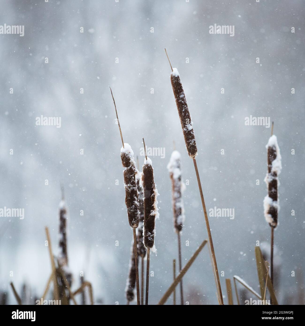 COB candida in inverno con fiocchi di neve nella parte posteriore sul lago Neusiedlersee in Burgenland Foto Stock