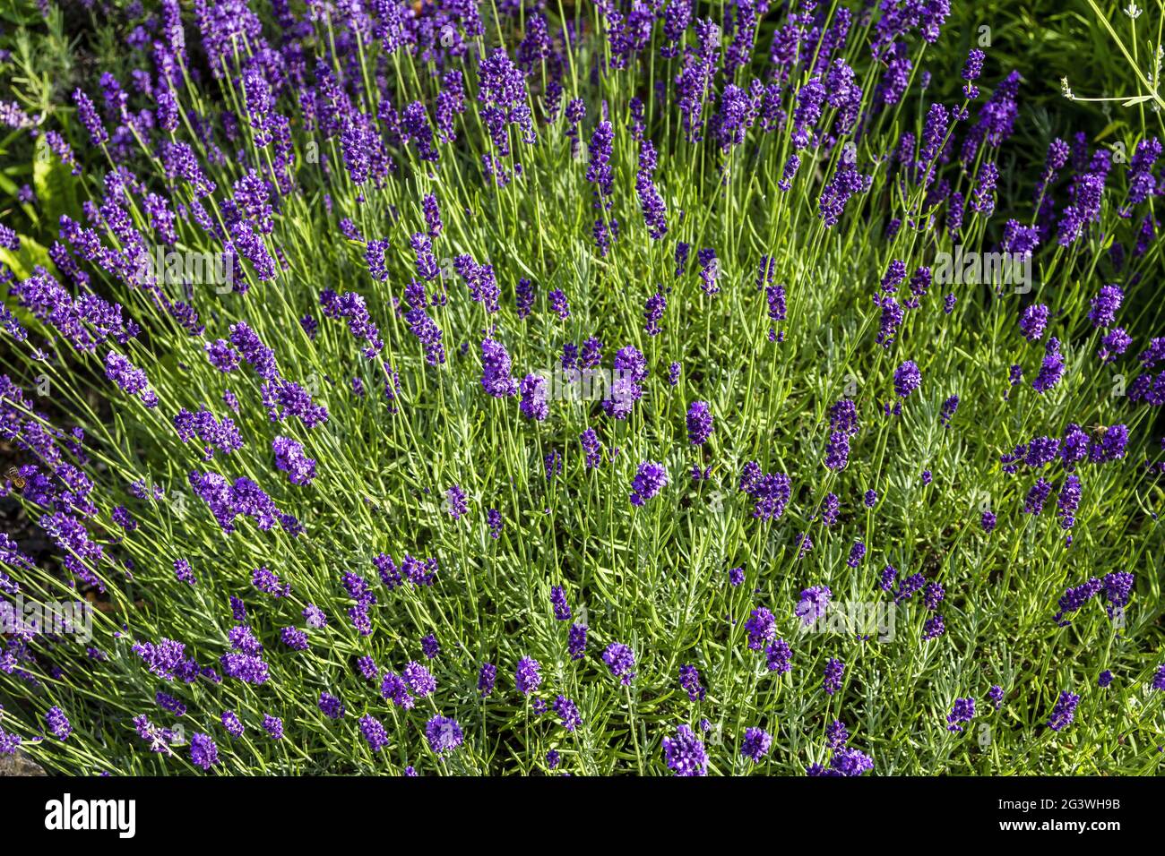 Boccola di lavanda in fiore Foto Stock