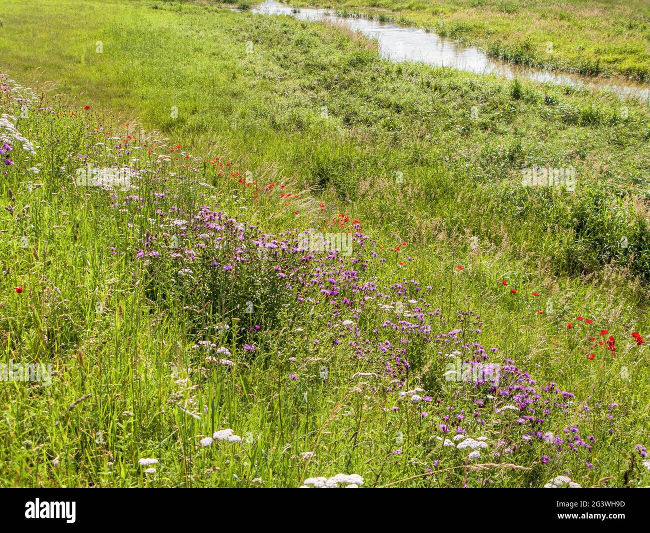 Piccolo ruscello con ricca vegetazione ripariale Foto Stock