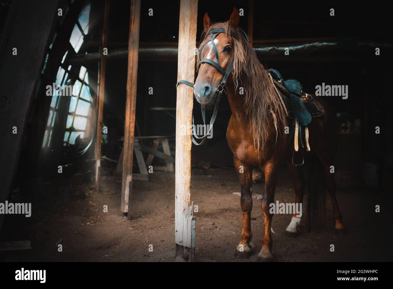 Uno stallone con una sella e una briglia è legato ad un palo sulla fattoria. Ritratto a cavallo. Foto artistica dell'animale. Foto Stock