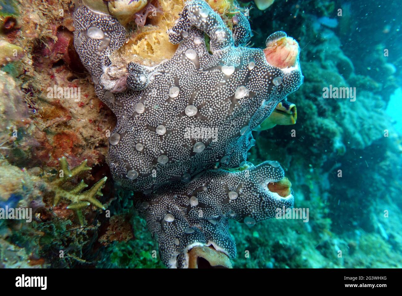 Squirt di mare incrostante Foto Stock