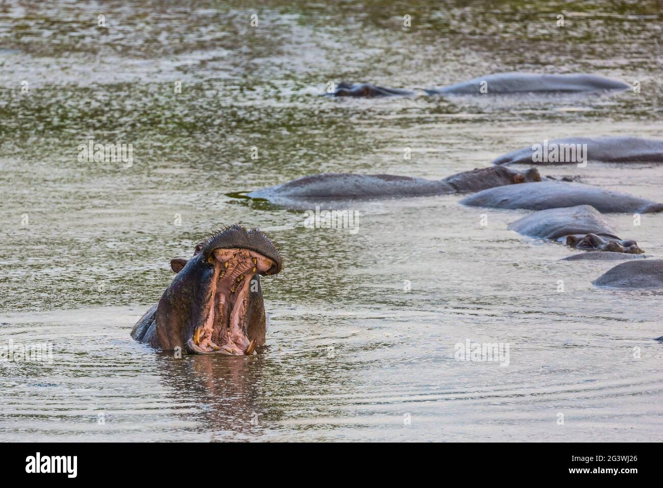 Gli ippopotami nel lago Foto Stock
