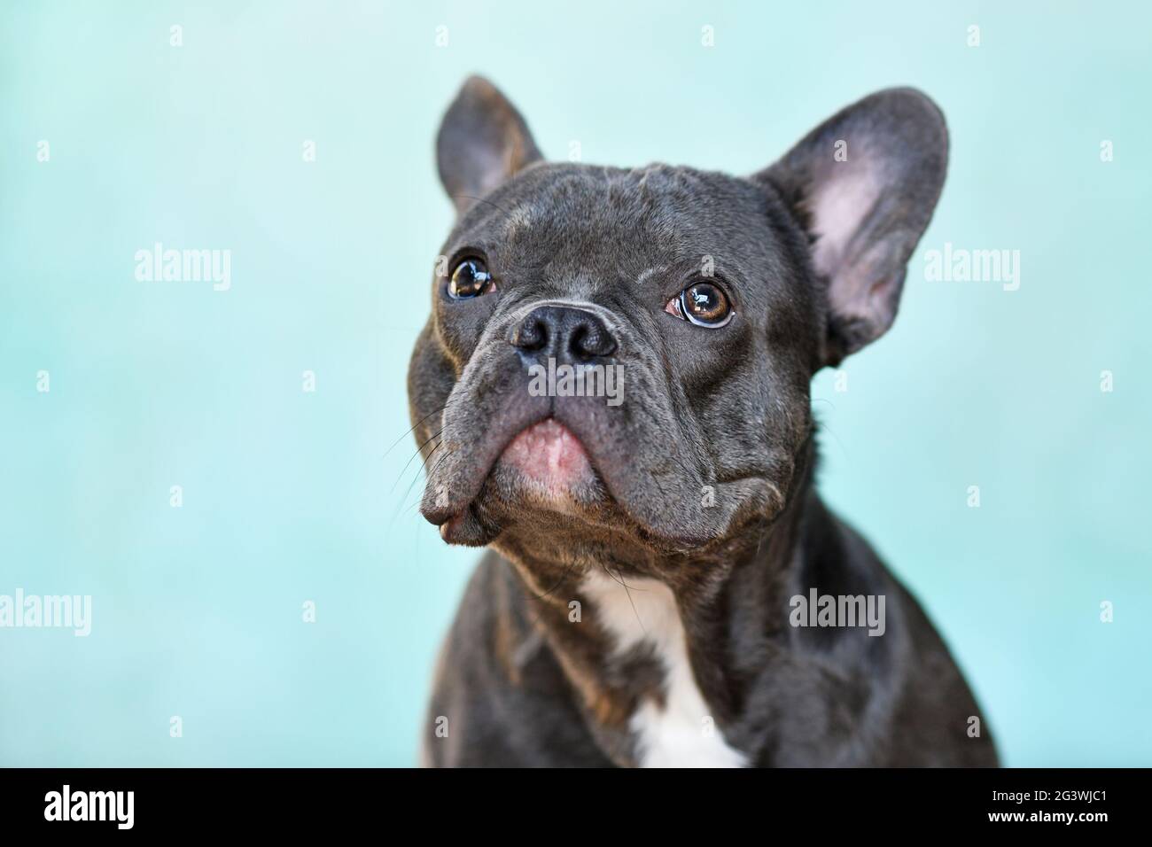 Ritratto del cane Bulldog francese nero di fronte allo sfondo teale Foto Stock