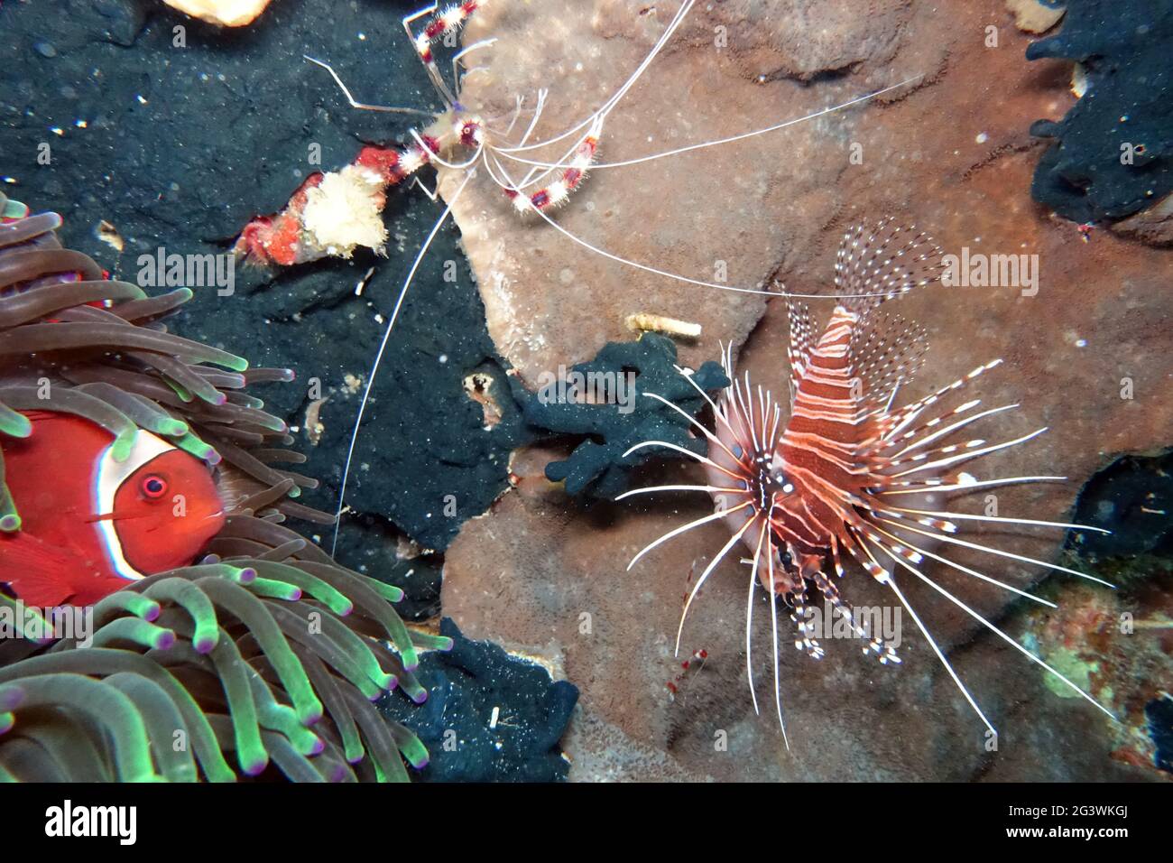 Anemonefish di pineta-guancia in un Anemone di mare di punta di bolla, vicino a un pesce di Lionfish di Banded Foto Stock