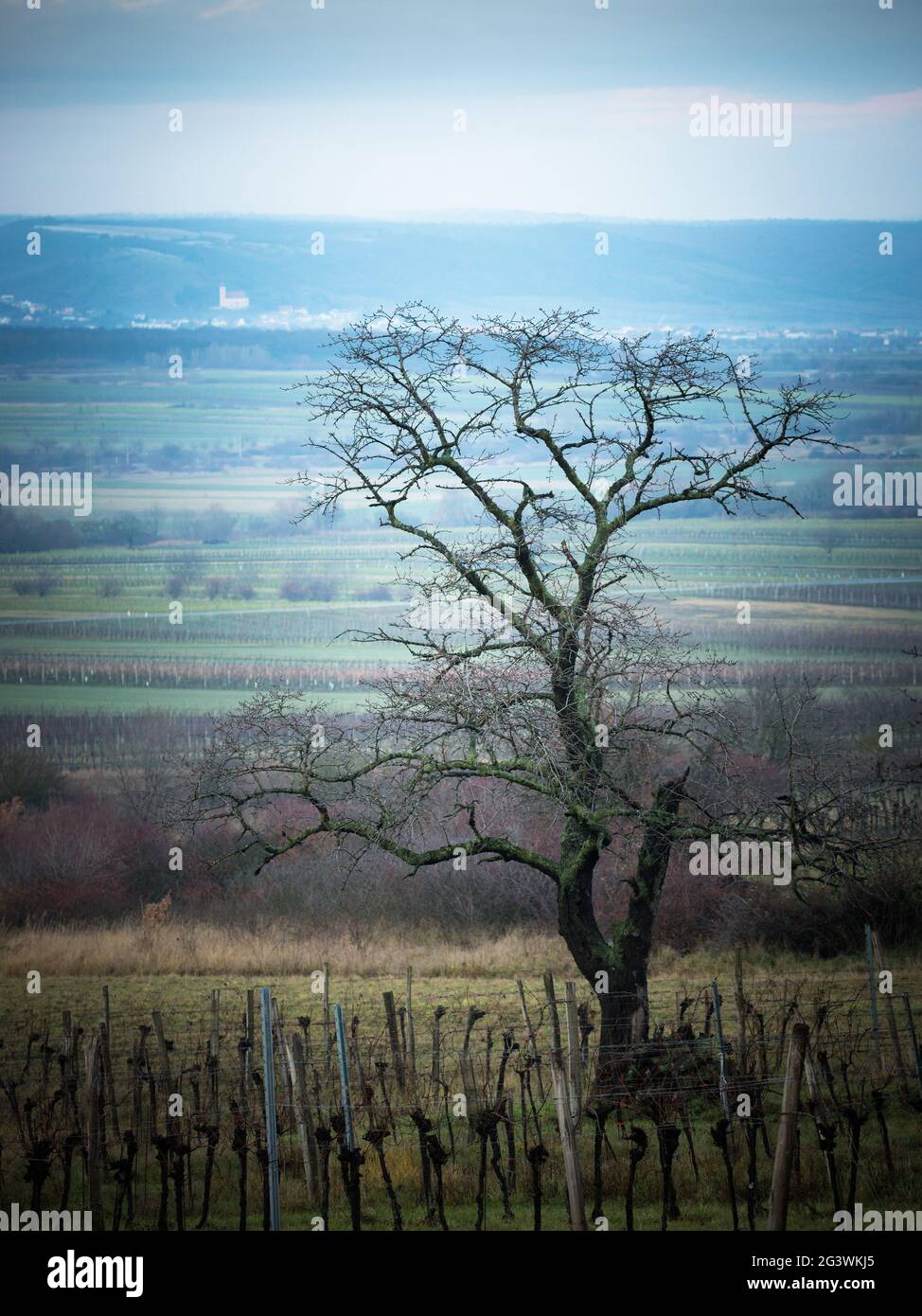 Vecchio albero nel paesaggio autunnale vicino a Donnerskirchen in Burgenland Foto Stock