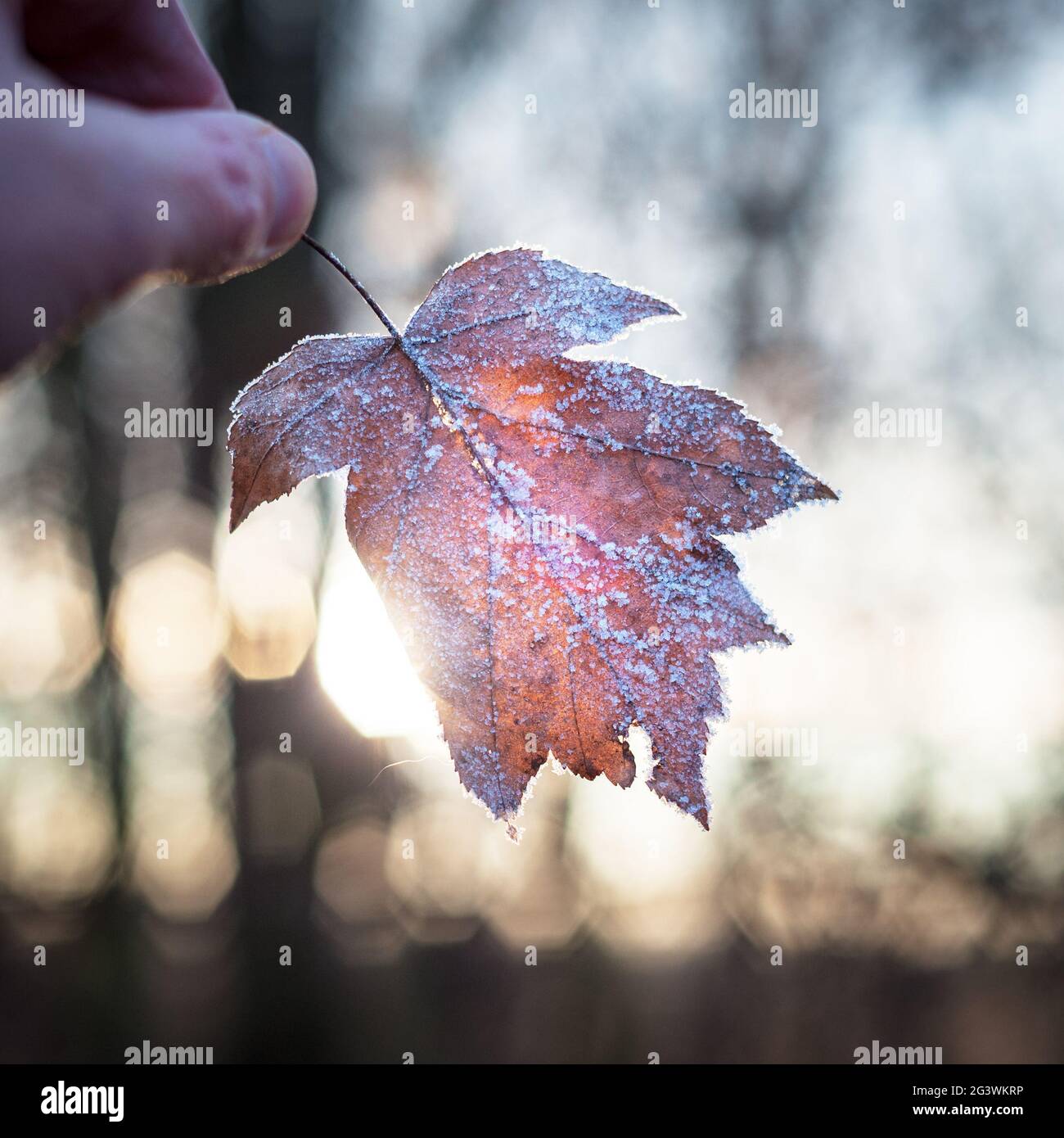Foglie di quercia ricoperte di gelo al sole del mattino Foto Stock