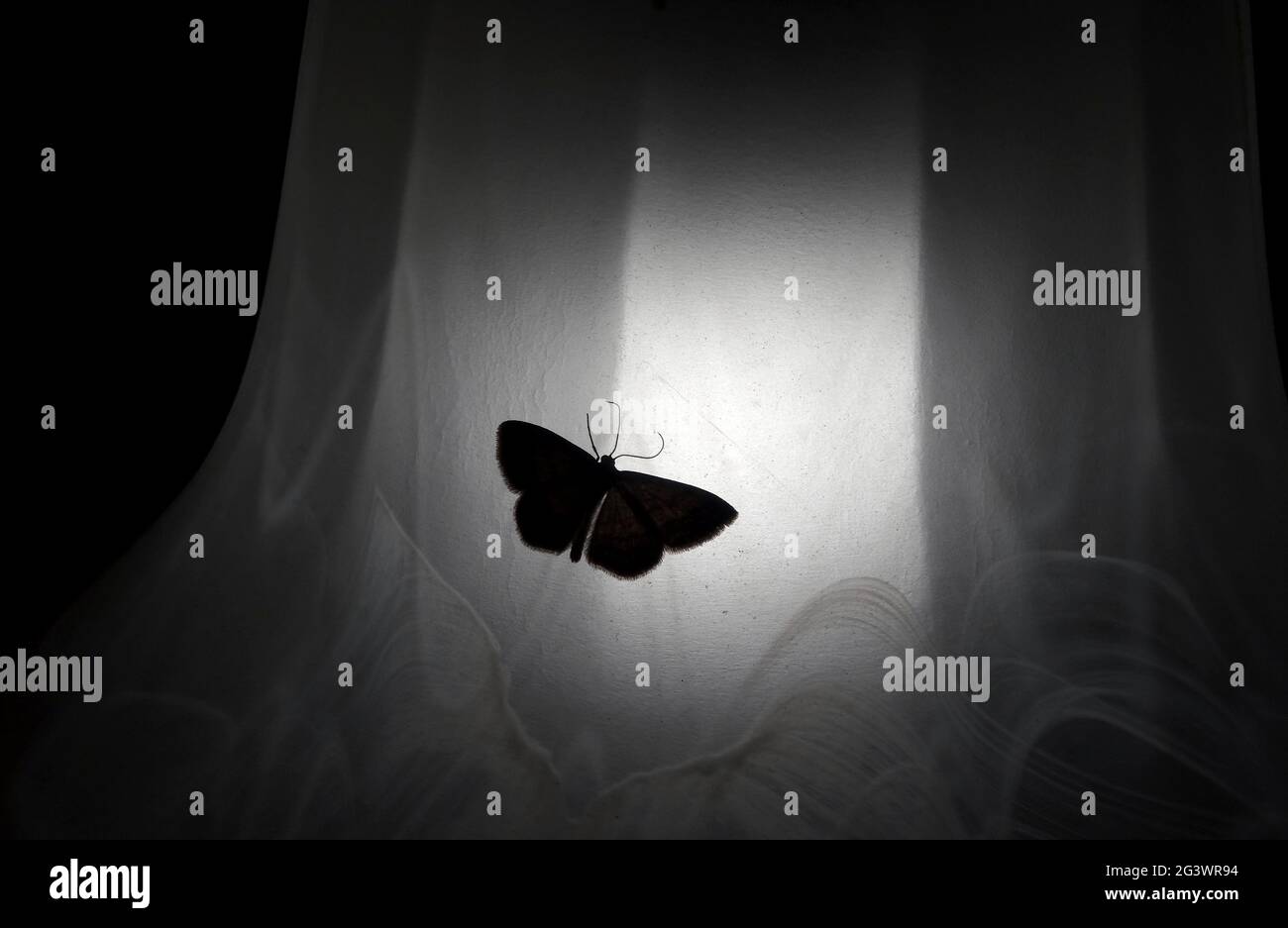 Macro shot di Moth sulla superficie bianca del tessuto nel buio Foto Stock