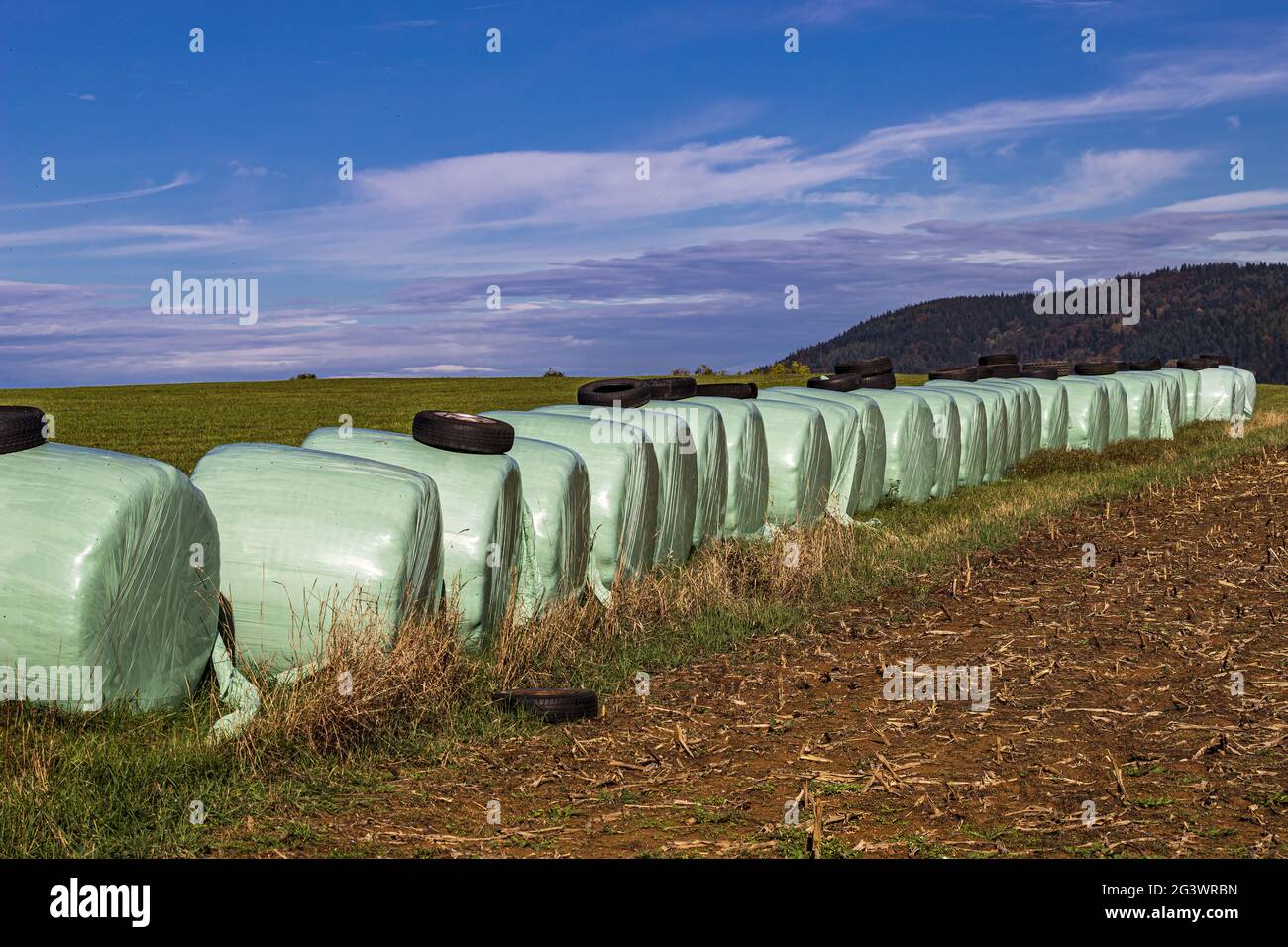 Rulli di paglia saldati conservati sul bordo del campo Foto Stock