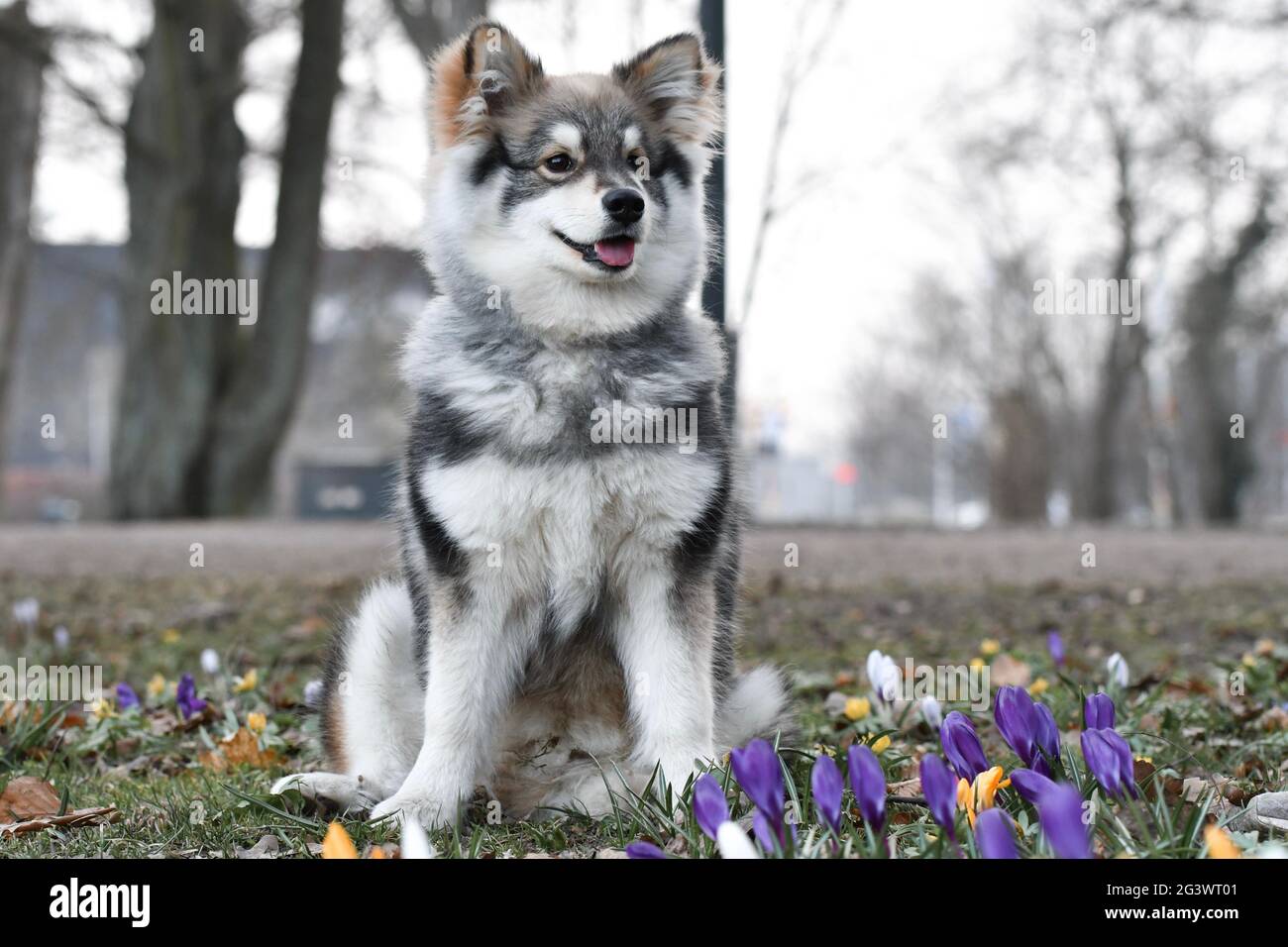 Ritratto di un giovane cucciolo finlandese Lapphund in primavera stagione Foto Stock