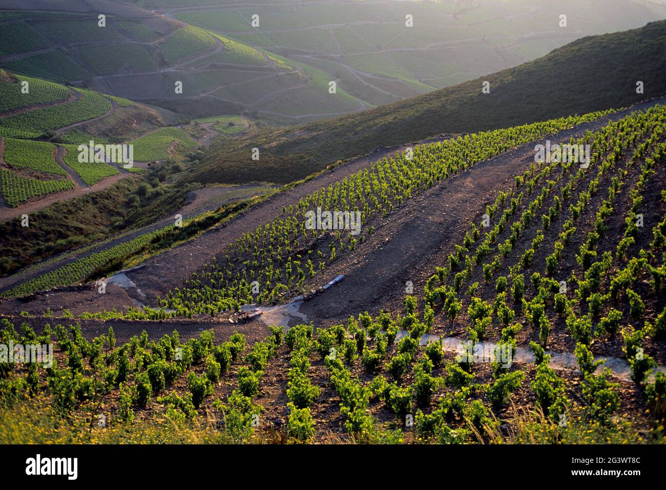 FRANCIA. PIRENEI ORIENTALI (66) COTE VERMEILLE. GLI ALBERES. VIGNETI NELL'ENTROTERRA DI BANYULS Foto Stock