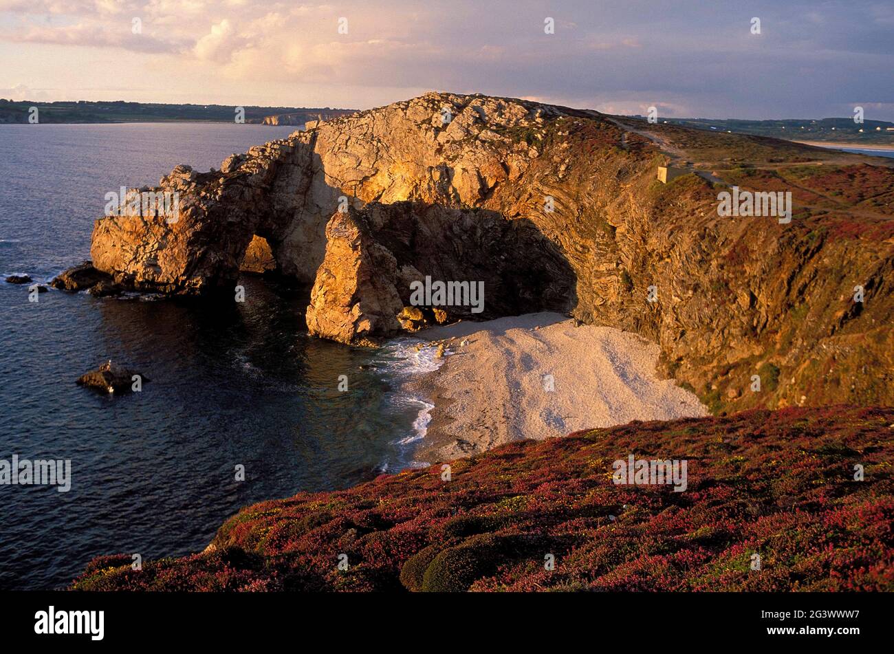 FRANCIA. FINISTERE (29) REGIONE BRETAGNA. PENISOLA DI CROZON. L'ESTREMITÀ DI TERRA DI DINAN E HEATHER Foto Stock