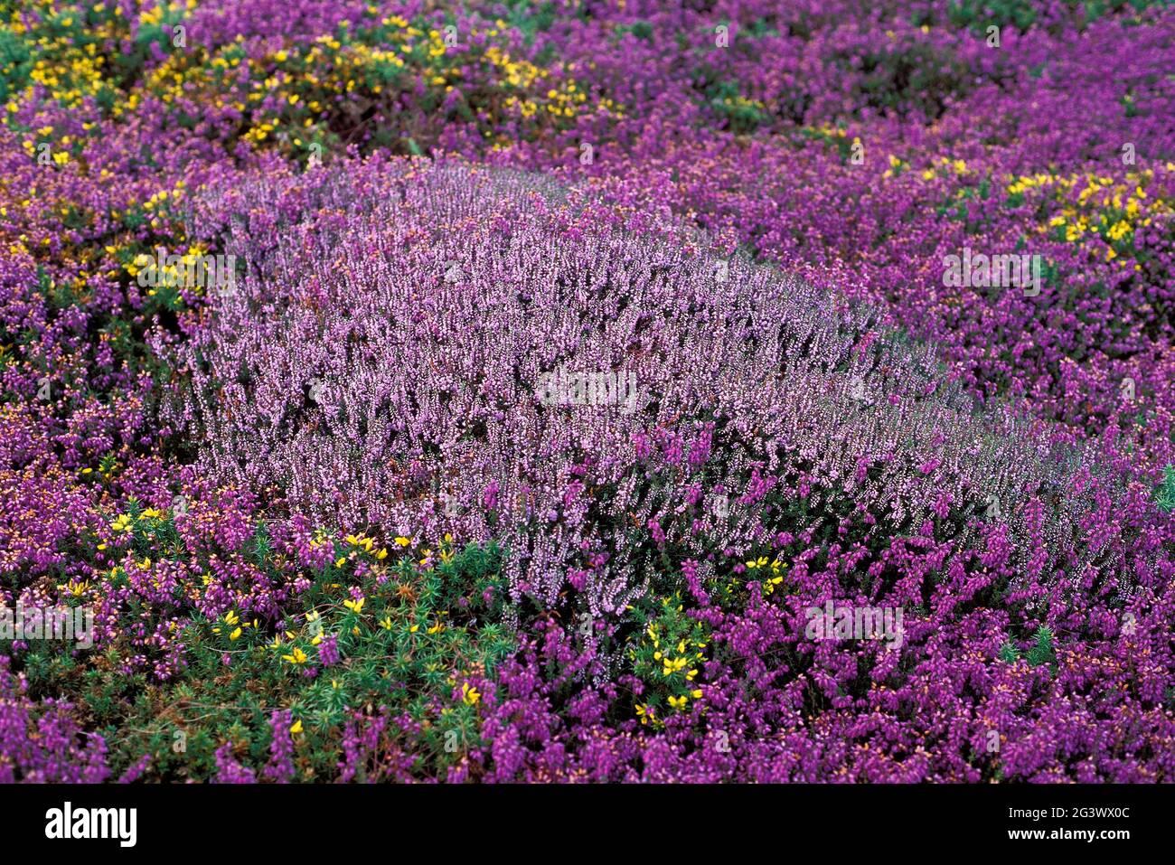 FRANCIA. FINISTERE (29) REGIONE BRETAGNA. PENISOLA DI CROZON. TERRA FINE DI DINAN. HEATHER Foto Stock