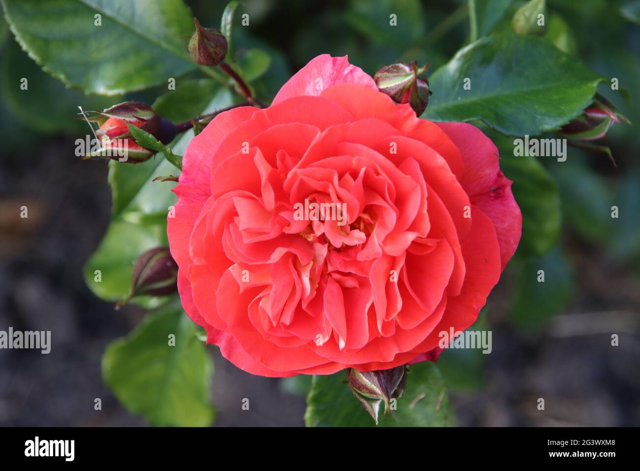 Giardino di rose Guldemondplantsoen come monumento nazionale a Boskoop nei Paesi Bassi con varietà di rose Gebruder Grimm Foto Stock