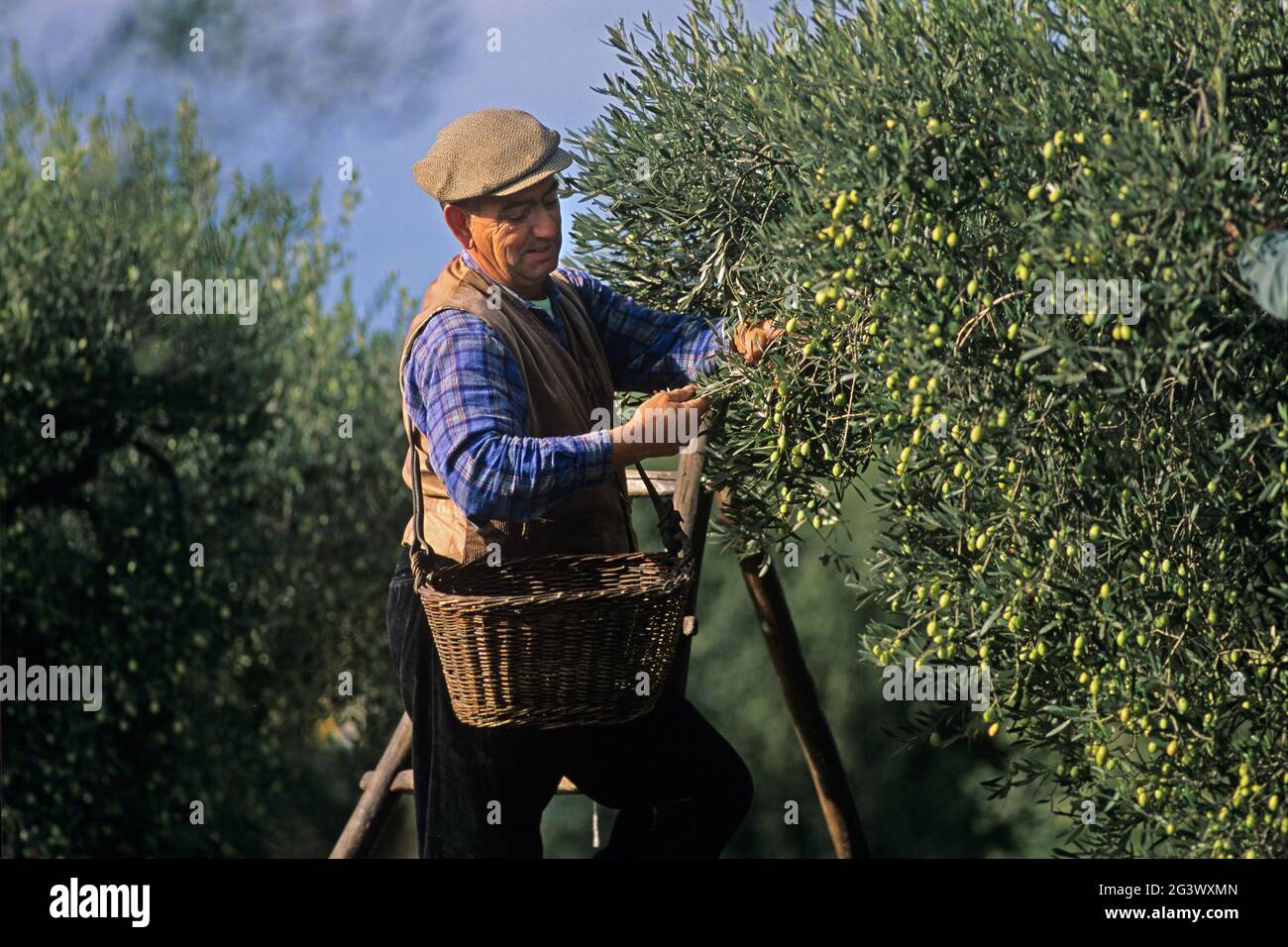 ALPILLES. BOUCHES-DU-RHONE (13) LA VALLE DI ENTRECONQUE. RACCOLTA DI OLIVE COME NEI VECCHI TEMPI Foto Stock
