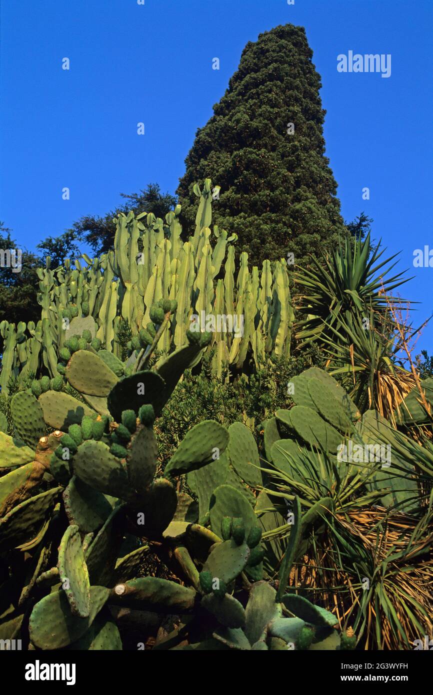 FRANCIA. VAR (83) HYERES. LA PARTE VECCHIA DELLA CITTÀ. UN GIARDINO VEGETAZIONE CENTRO Foto Stock