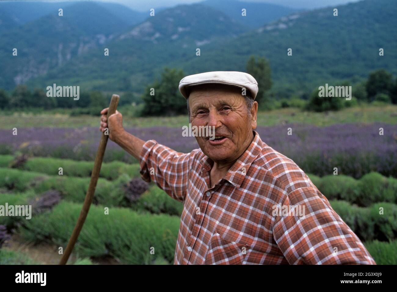 FRANCIA VAUCLUSE (84) IL LUBERON. PARCO NATURALE REGIONALE DEL LUBERON. COLTIVATORE CHE RACCOGLIE LA LAVANDA Foto Stock