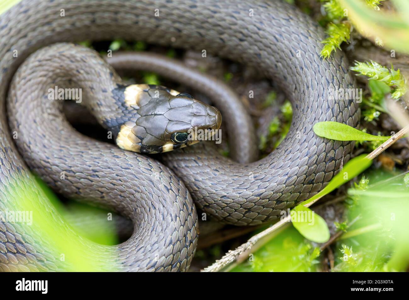 Serpente piccolo innocuo, serpente d'erba, Natrix natrix Foto Stock