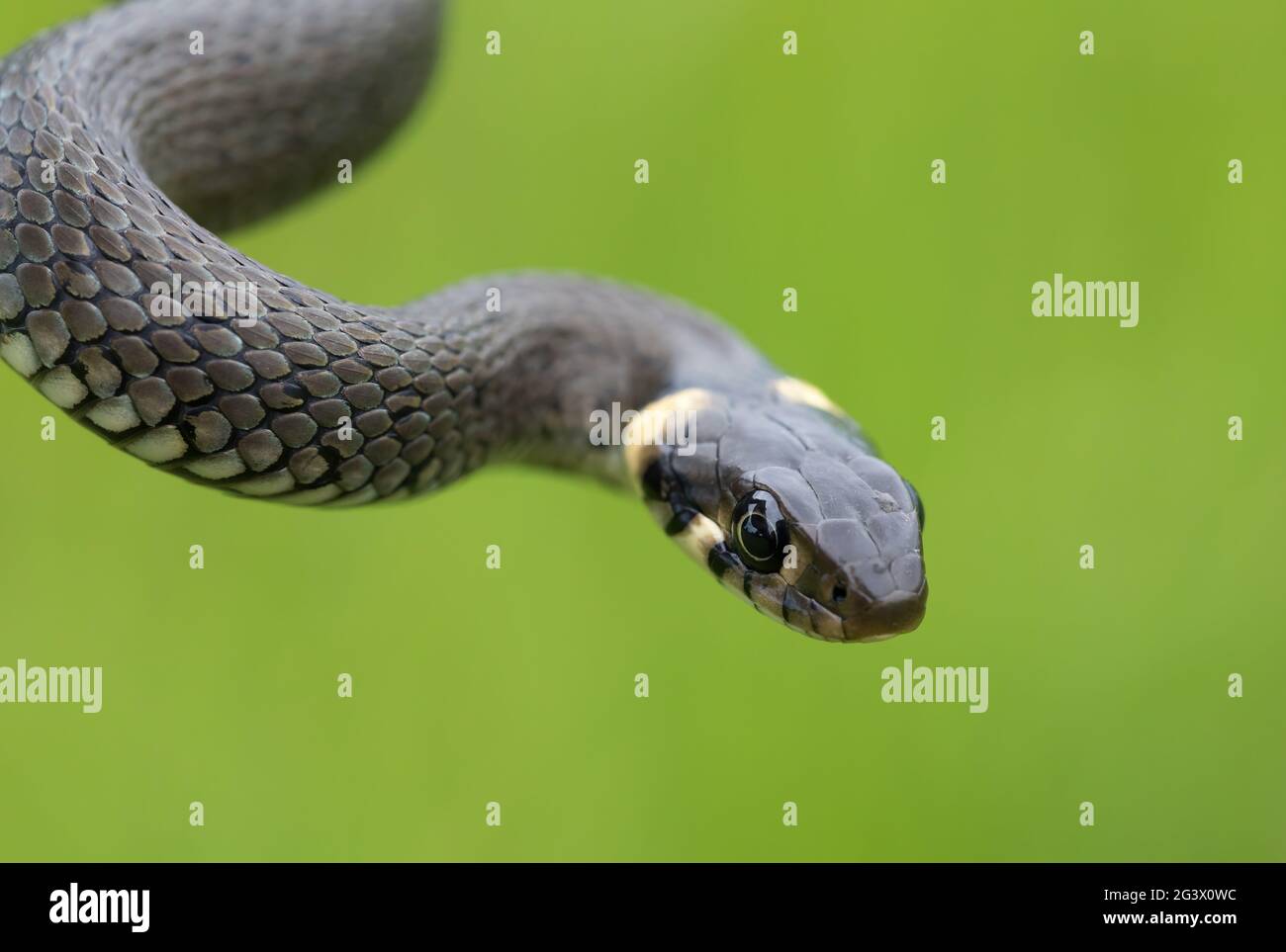 Serpente piccolo innocuo, serpente d'erba, Natrix natrix Foto Stock