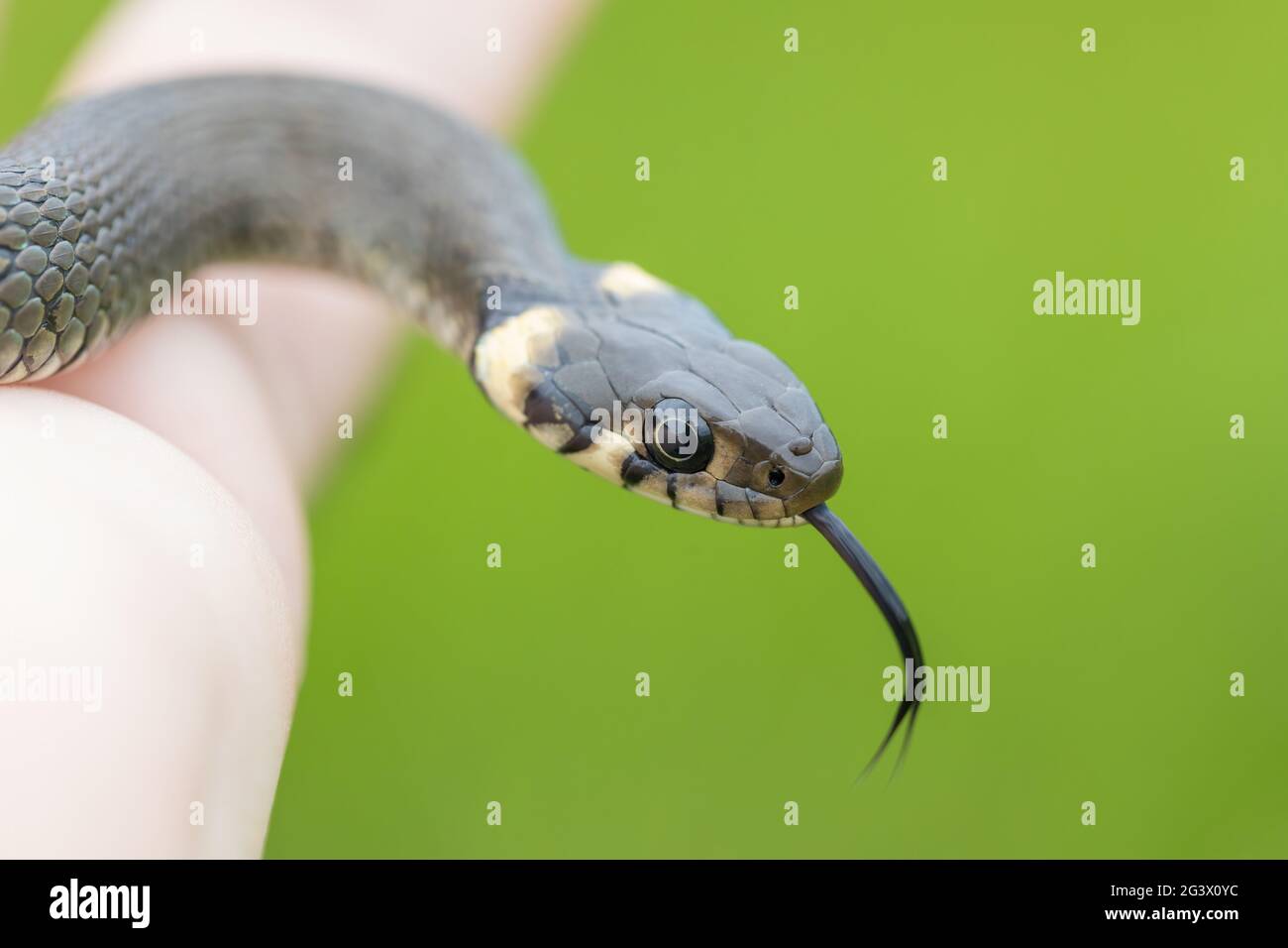 Serpente piccolo innocuo, serpente d'erba, Natrix natrix Foto Stock