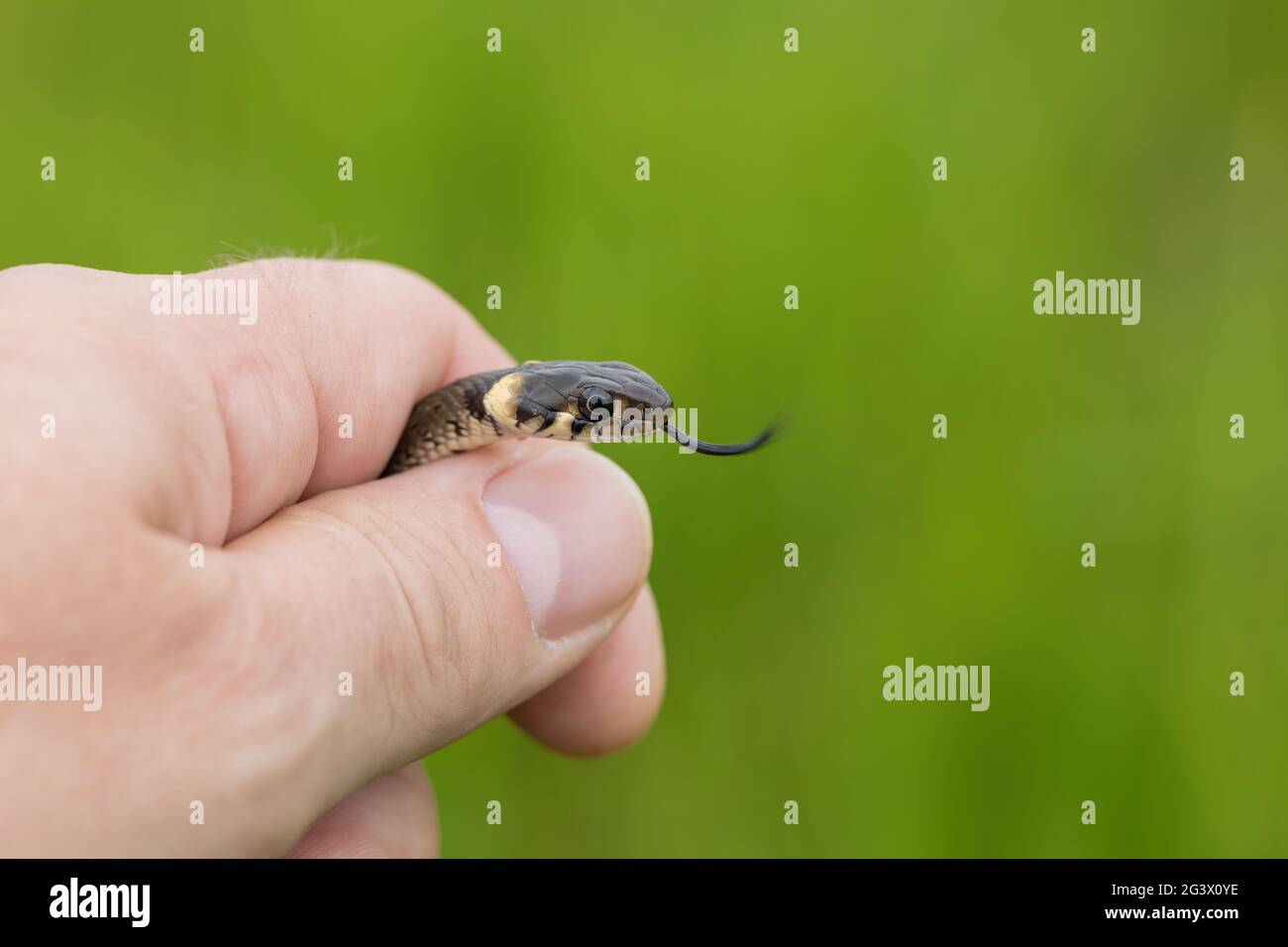 Serpente piccolo innocuo, serpente d'erba, Natrix natrix Foto Stock