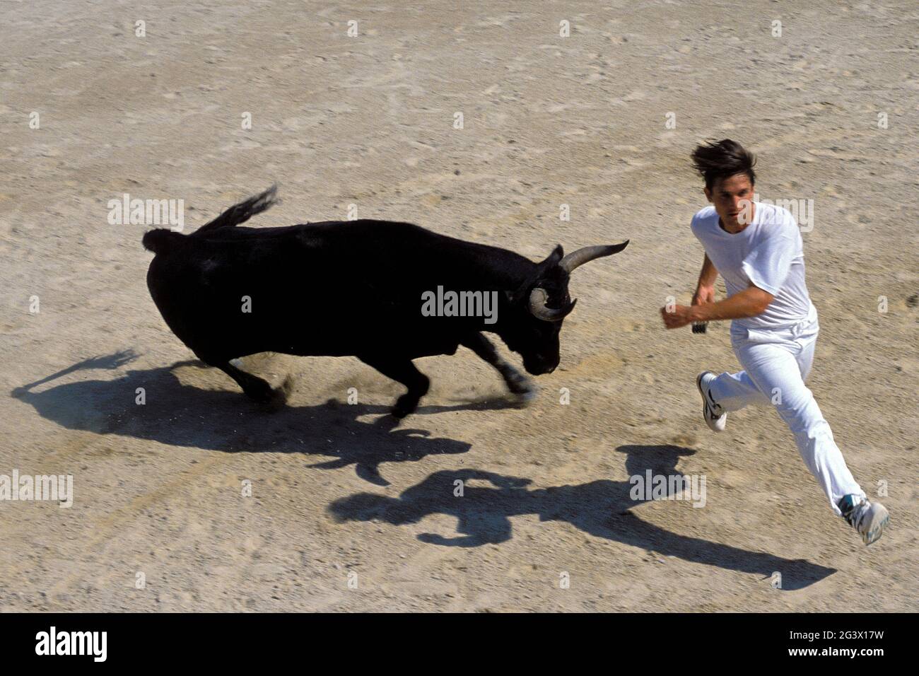 BOCCHE DEL RODANO, PARCO NATURALE REGIONALE DELLA CAMARGUE, STES MARIES DE LA MER, BULLRACE CHIAMATO CORSO A LA COCARD O CORSO PROVENCALE. UN TORO È LASCIATO L Foto Stock