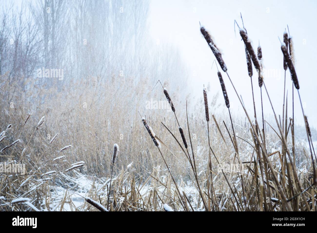 Nevicate nelle canne del lago Neusiedlersee in Burgenland Foto Stock