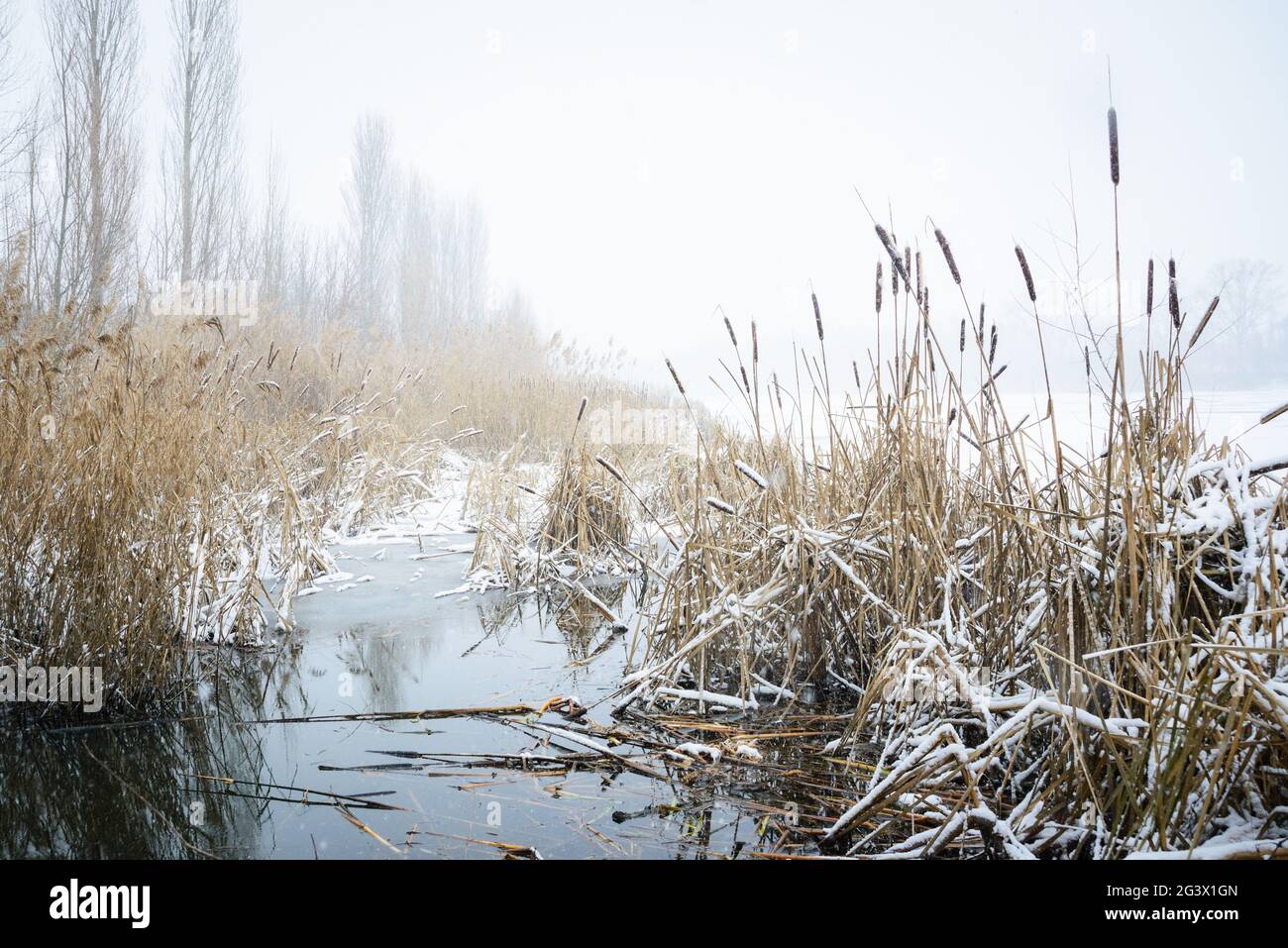 Nevicate nelle canne del lago Neusiedlersee in Burgenland Foto Stock