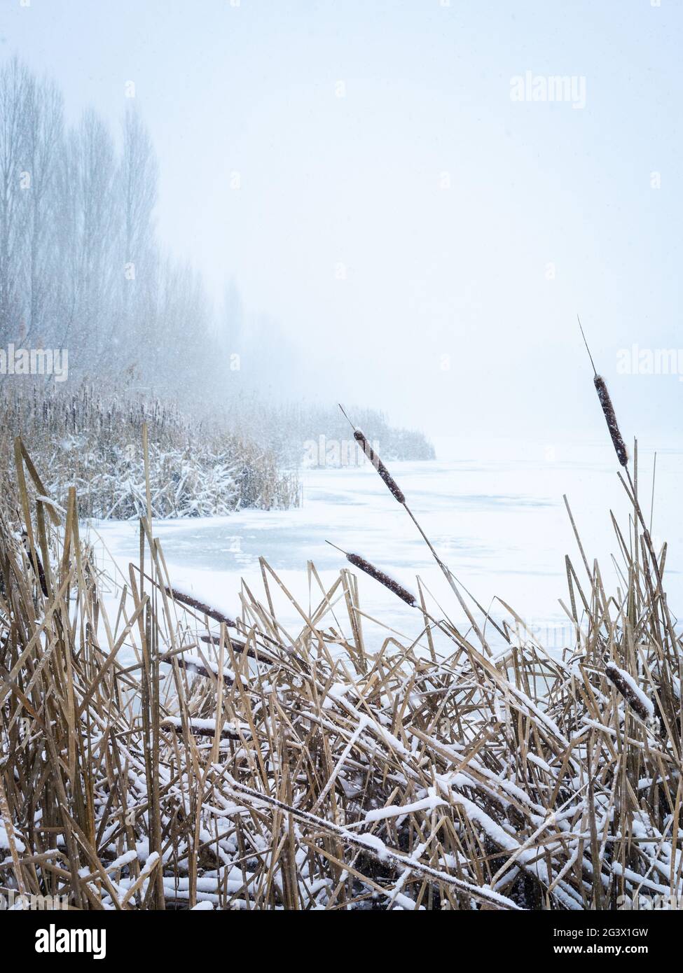 Fiocchi di neve in inverno sulle canne del lago Neusiedlersee Foto Stock