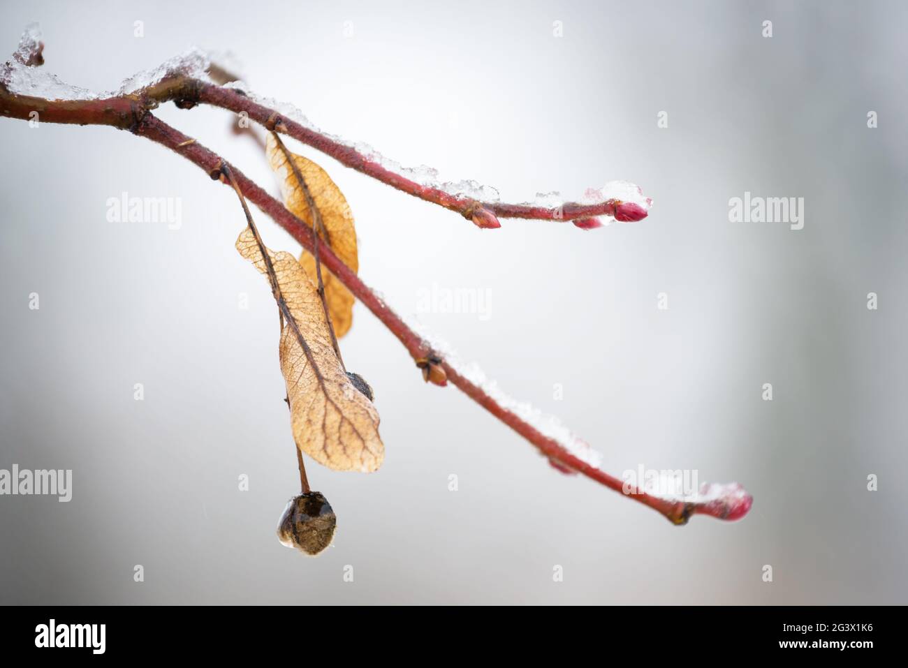 Ramoscello di un albero in inverno con ghiaccio Foto Stock