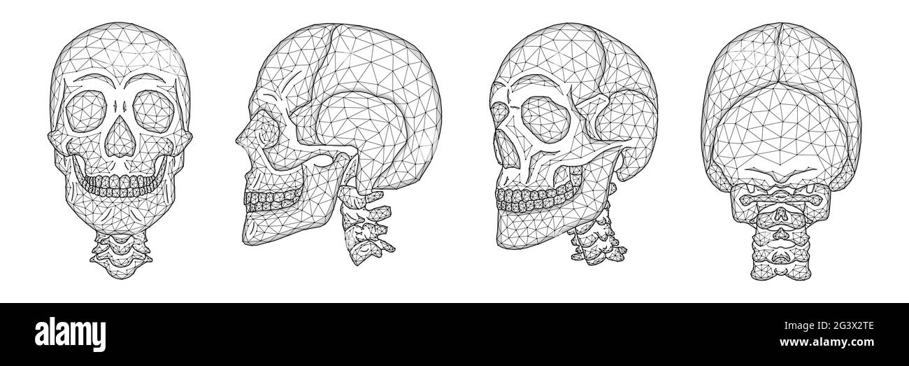 Illustrazione vettoriale poligonale di una vista frontale, laterale e posteriore del cranio umano. Una serie di modelli anatomici di teschi con la parte superiore p Foto Stock
