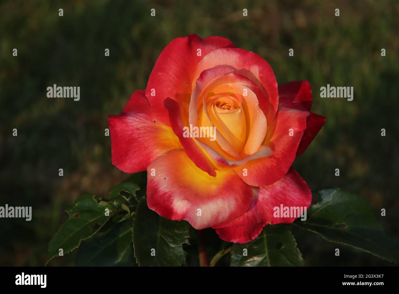 Giardino di rose Guldemondplantsoen come monumento nazionale a Boskoop nei Paesi Bassi con varietà di rose Pullman Orient Express Foto Stock