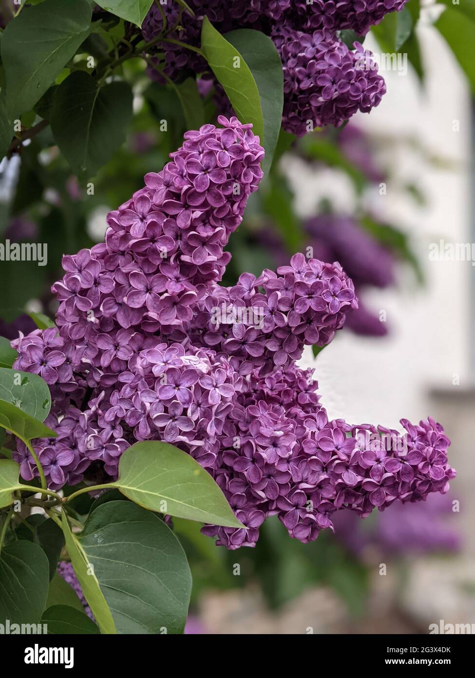 Vista ravvicinata dei fiori di lilla. Nahansicht eines Fliederzweiges. Foto Stock