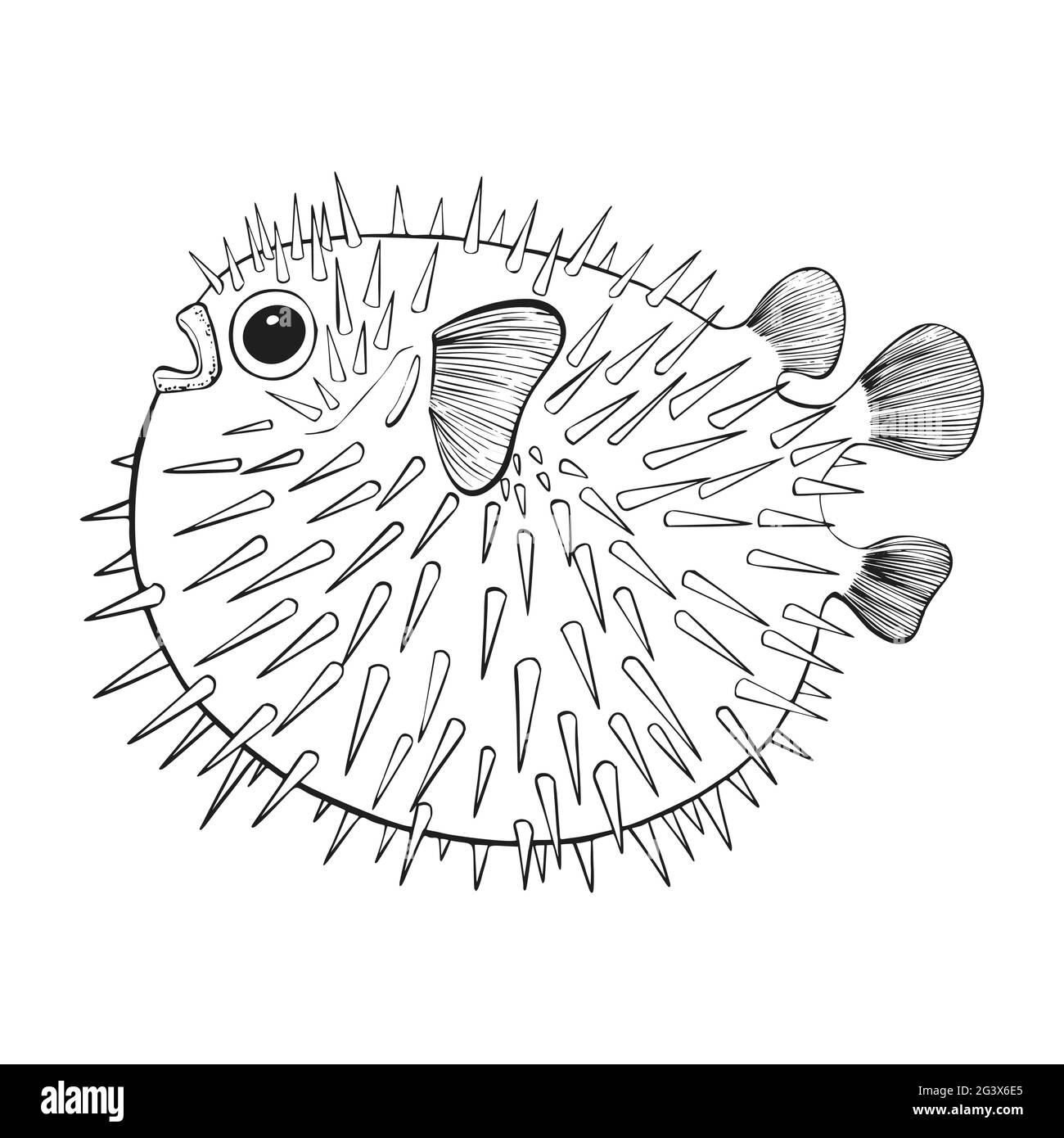 Figura vettoriale dello schizzo dei pesci di barriera. Set di animali subacquei disegnati a mano. Elementi naturali realistici per il negozio di pesca, Seafood Design. Illustratore vettore Illustrazione Vettoriale