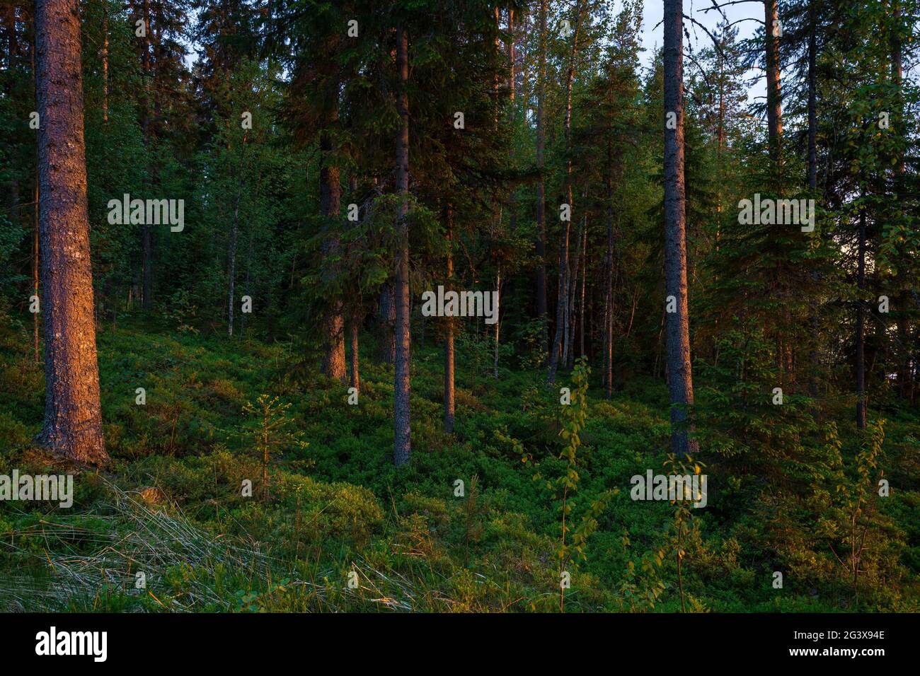 Lussureggiante foresta in Finlandia in una serata soleggiata in estate. Foto Stock